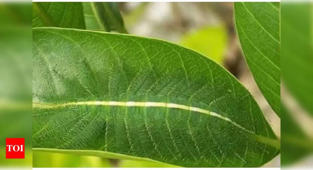 Optical Illusion: Can you spot the hidden caterpillar in this picture?