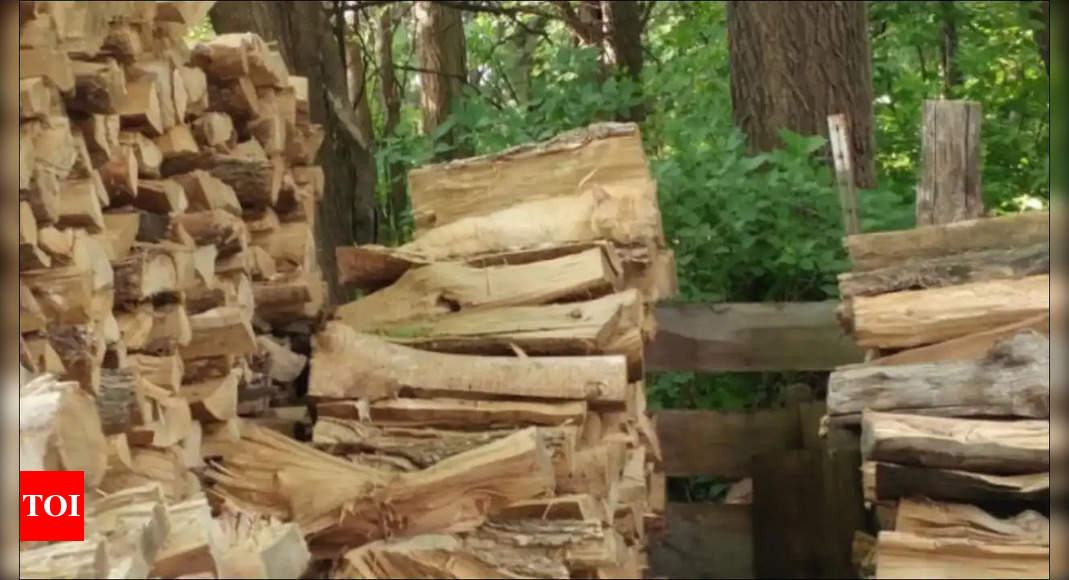 Can You Spot the Hidden Cat in this Pile of Logs in Under 10 Seconds?