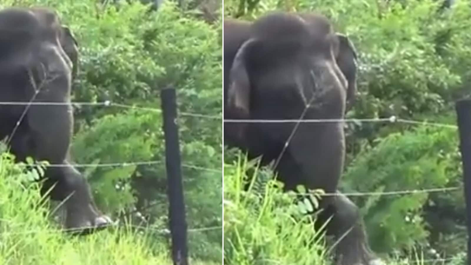 Anand Mahindra shares video of elephant overcoming obstacle