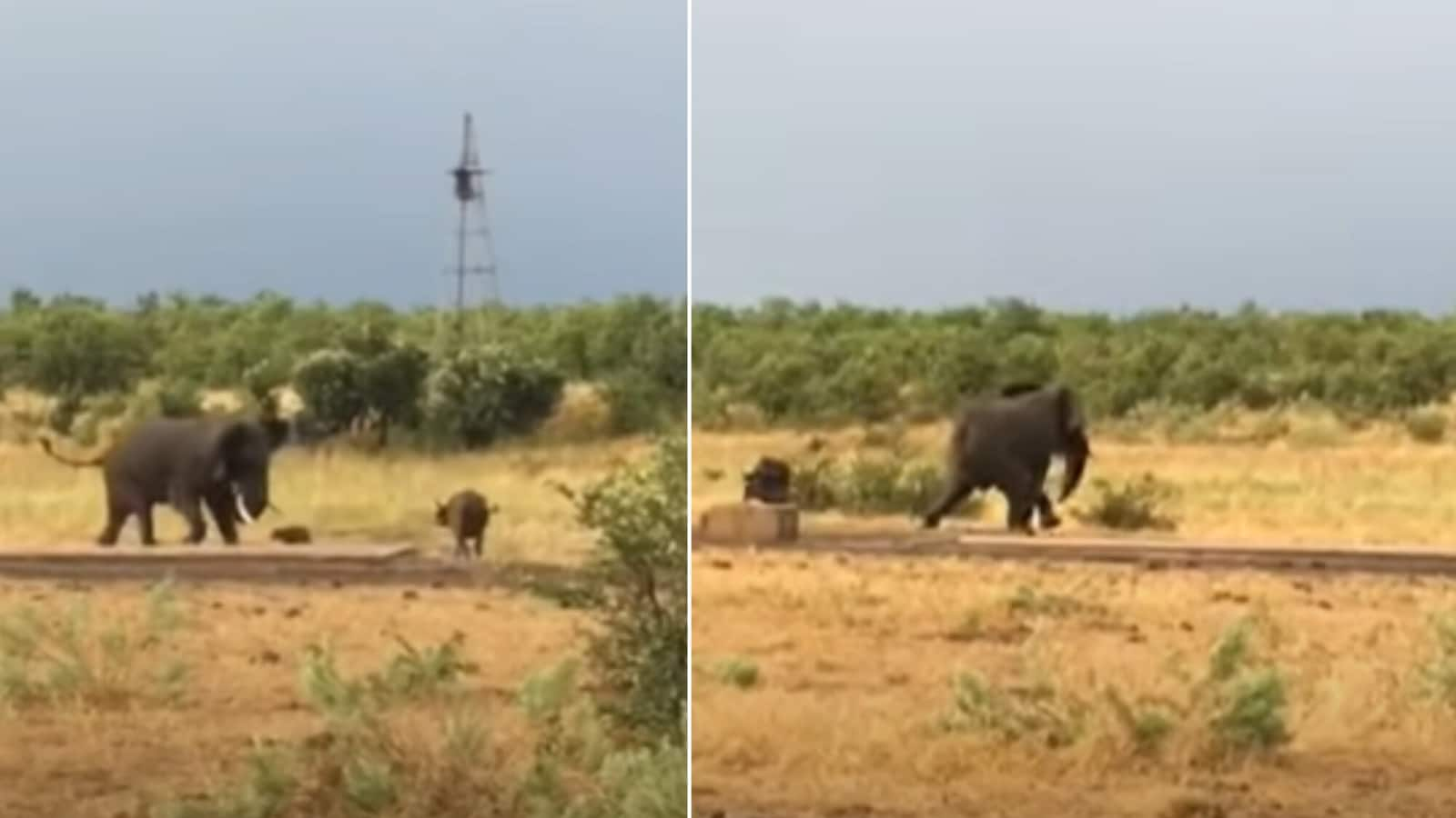 Baby buffalo charges at elephant, mama runs behind to stop it