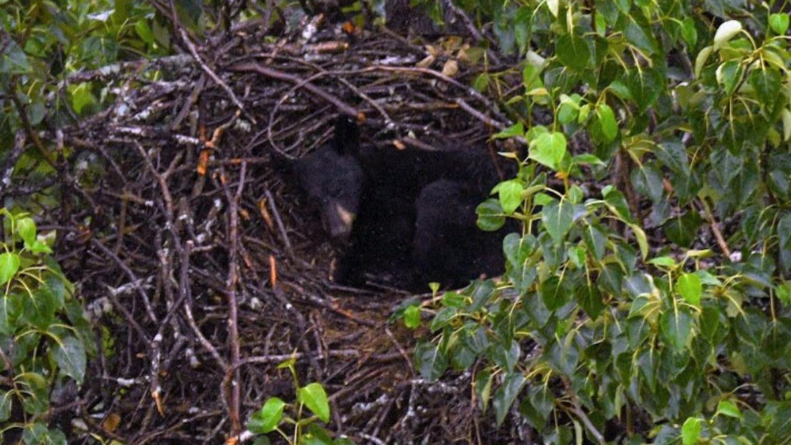 Bear captures eagle's nest, makes it her napping spot