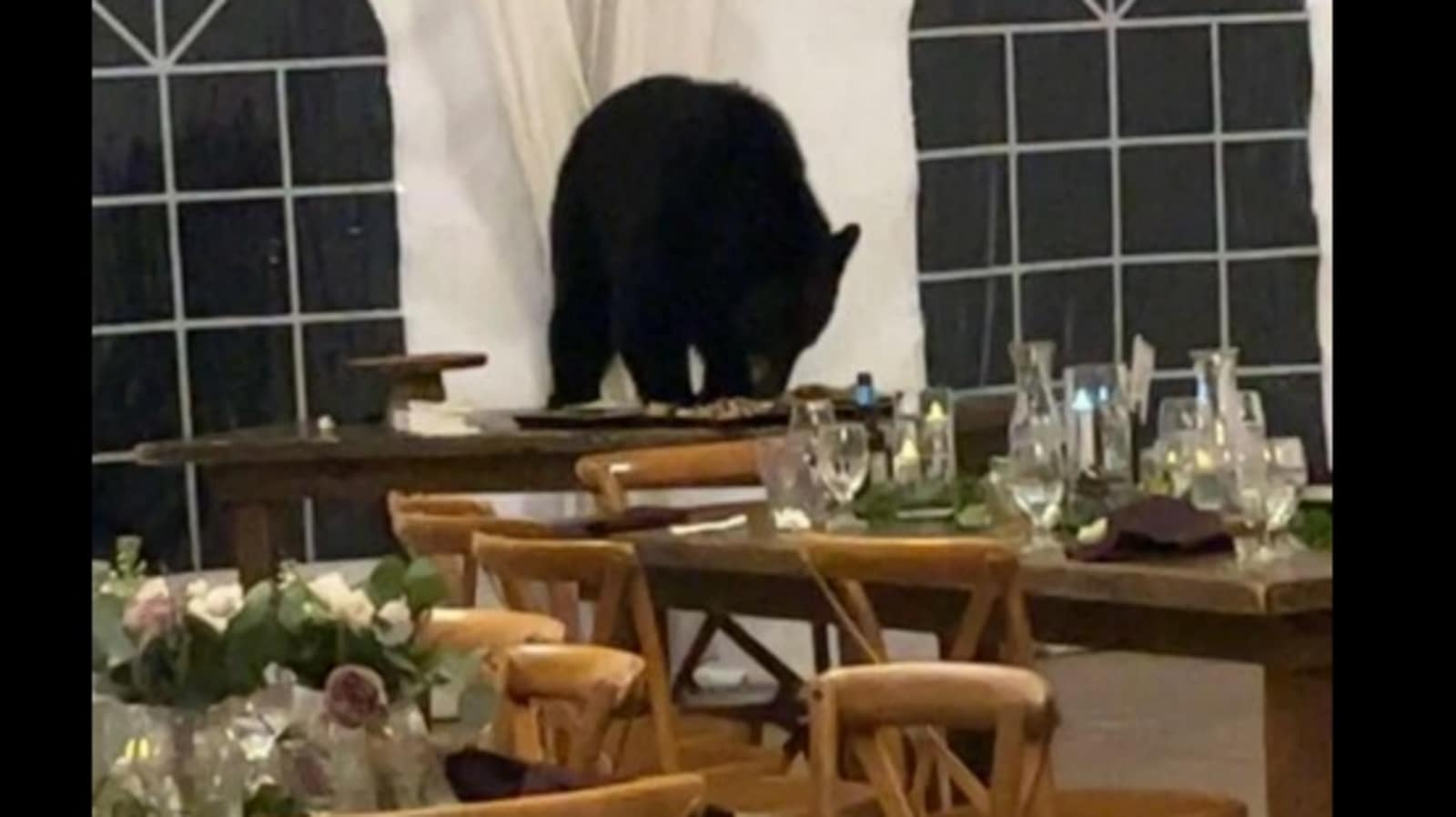 Bear crashes wedding, attacks the dessert bar