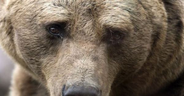 Bear killed in the Ariège : the NGO Sea Shepherd offers a 10 000 eur to identify the responsible