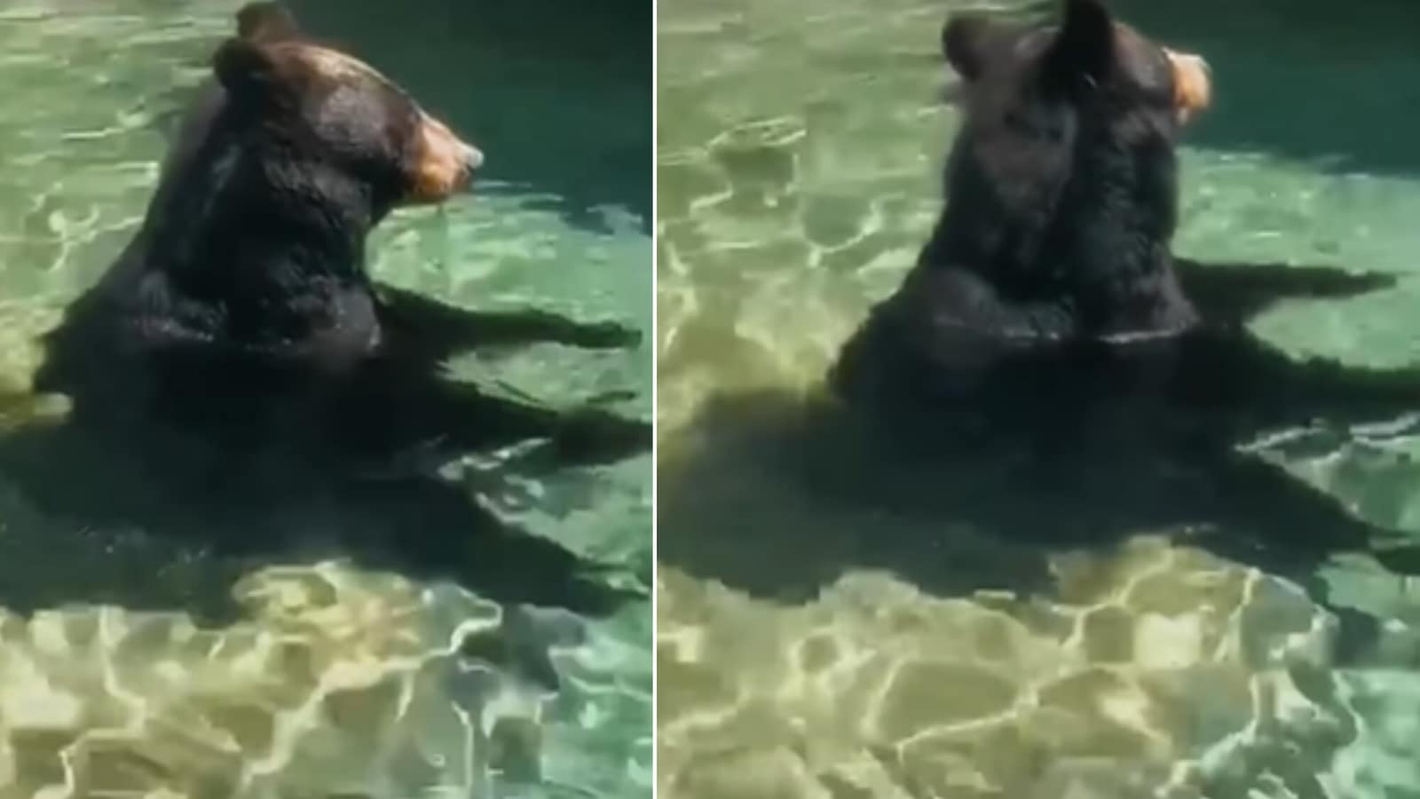 Bear sits in human-like posture inside pool, video goes viral