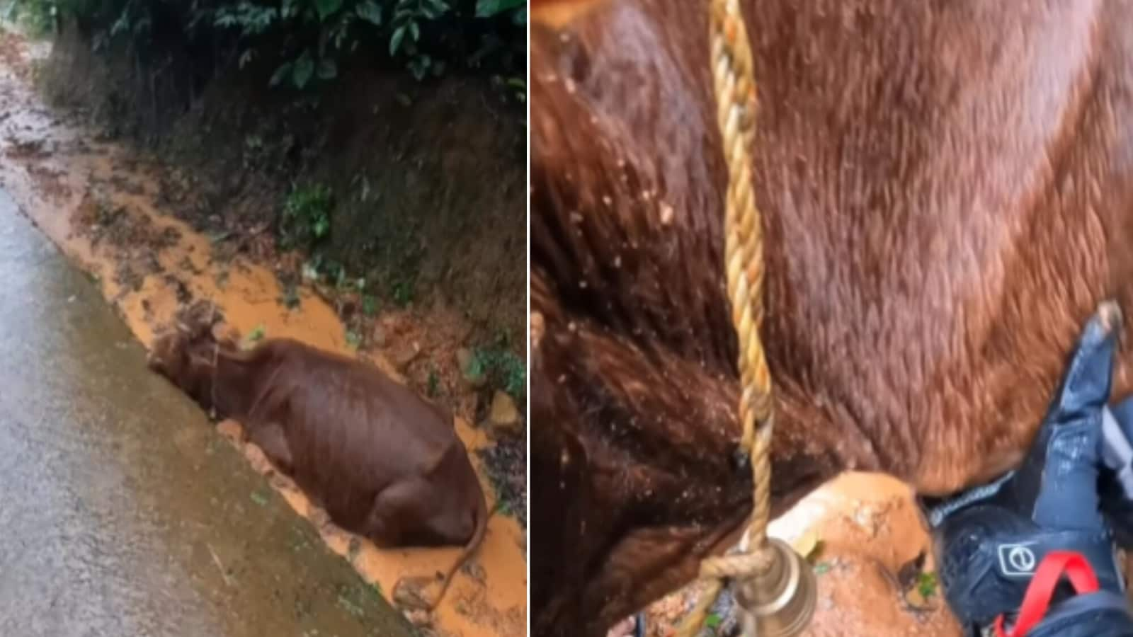 Biker stops in rain to rescue cow stuck in mud