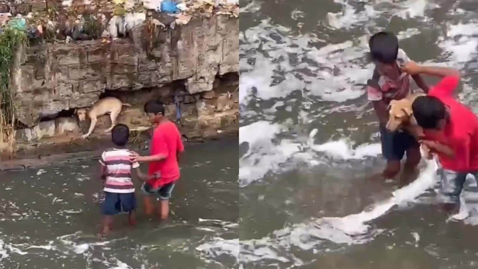 Boys save terrified dog from drain ledge, heartwarming video goes viral