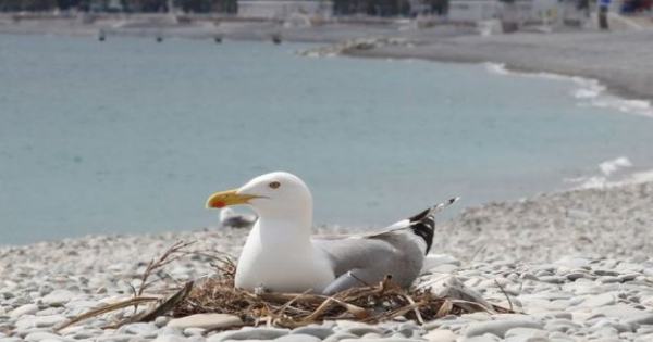 Brittany : beaches closed to allow the protected birds to reproduce