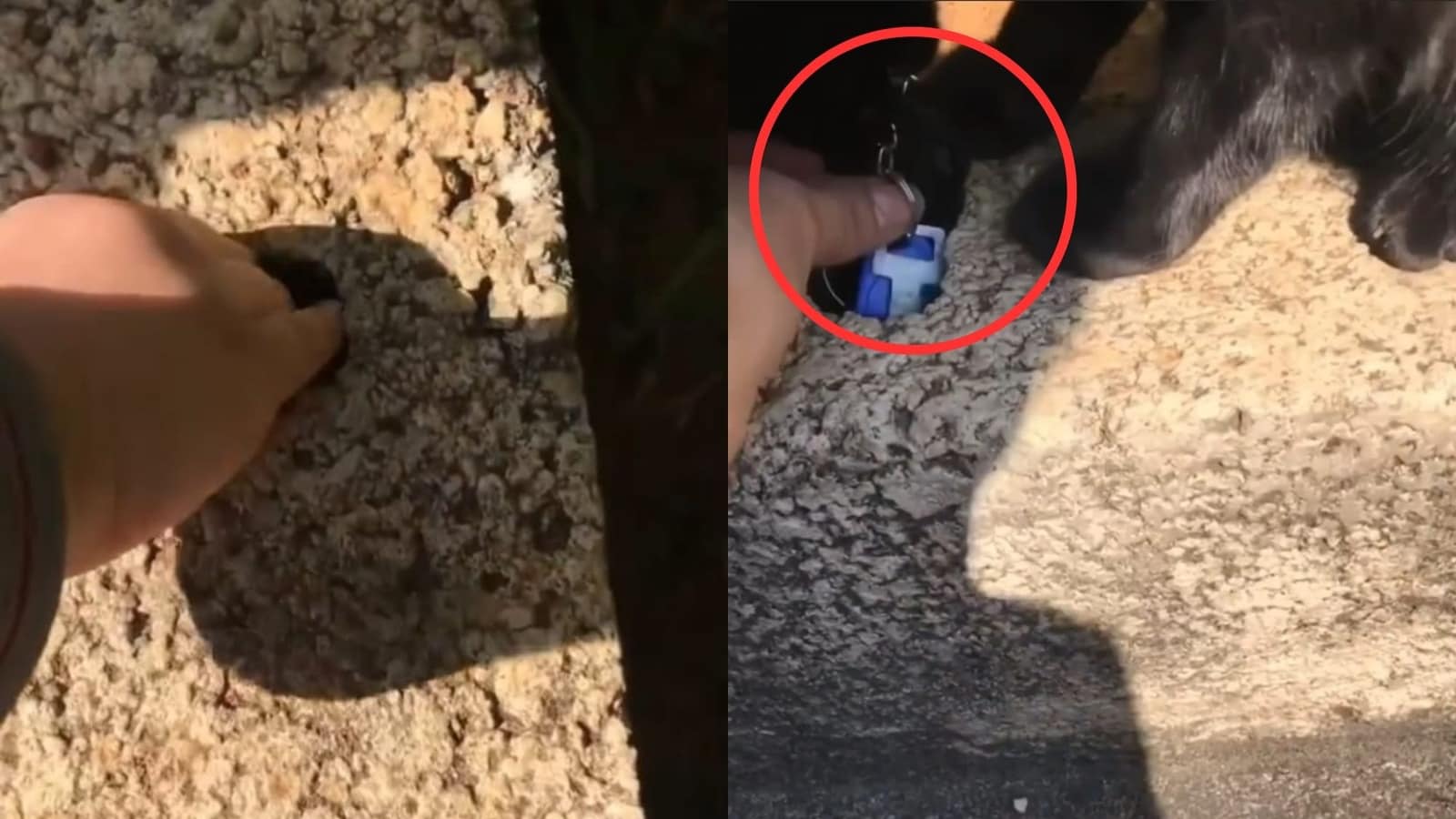 Cat jumps to the rescue after woman’s keys slip into hole