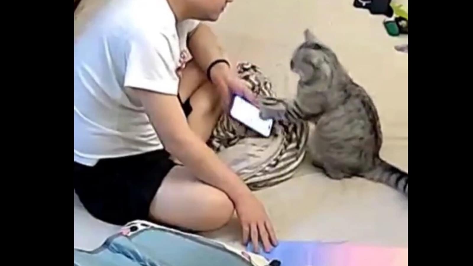 Cat politely asks human to put down phone and pet it