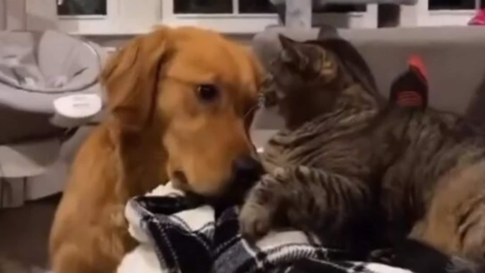 Cat savagely turns down dog trying to be its friend