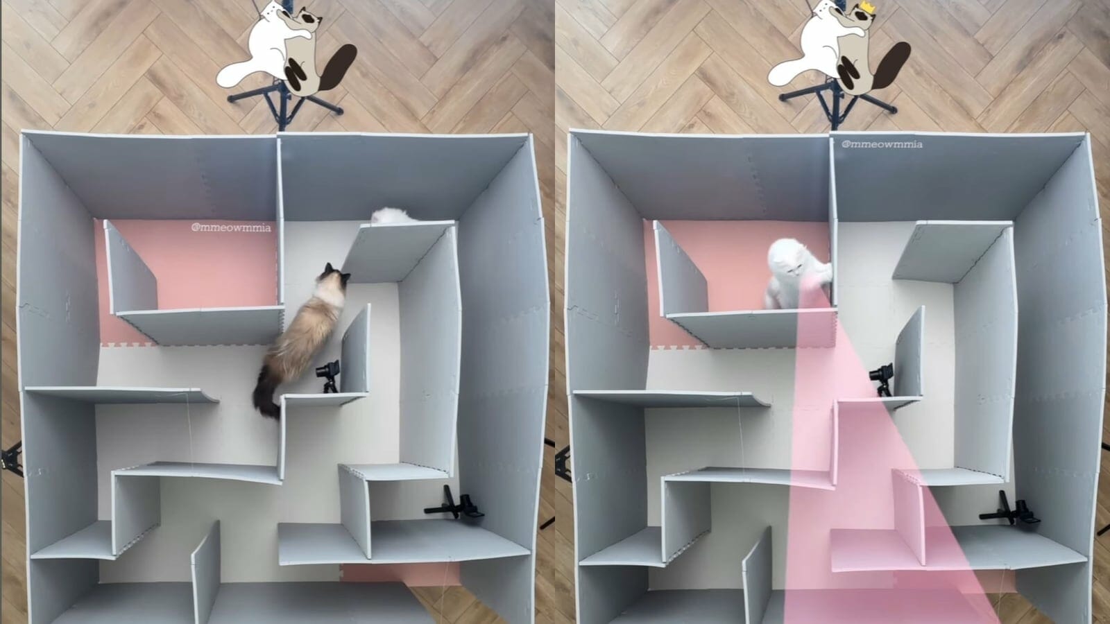 Cats compete in an exciting maze challenge. Watch to know who wins