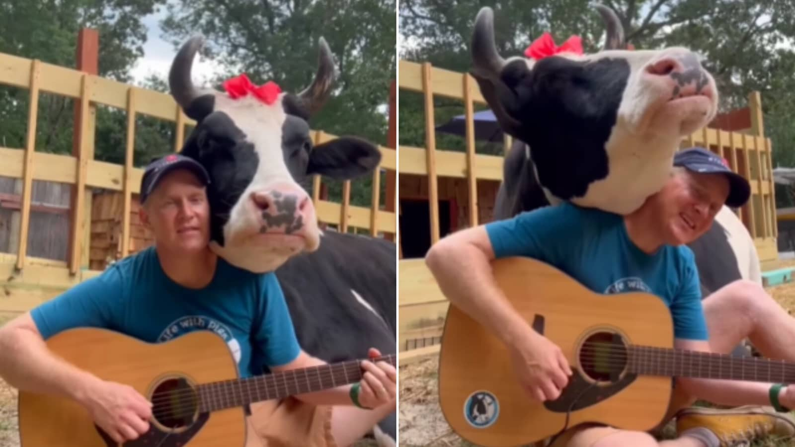 Cow's adorable reaction to a man singing for it will win you over. Watch