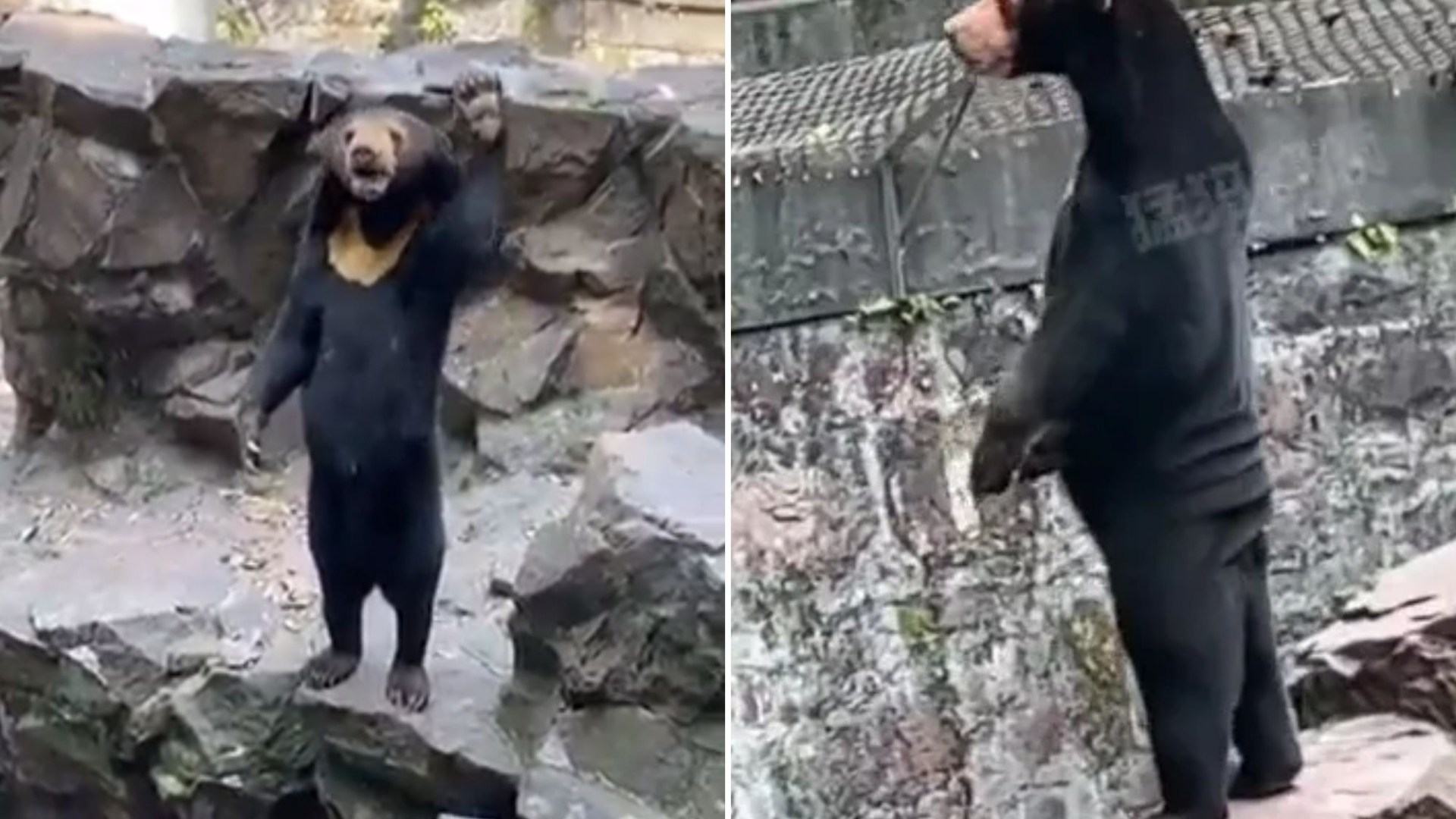 Cruel theory reveals why ‘human’ bear was seen standing and waving just like a person in a costume