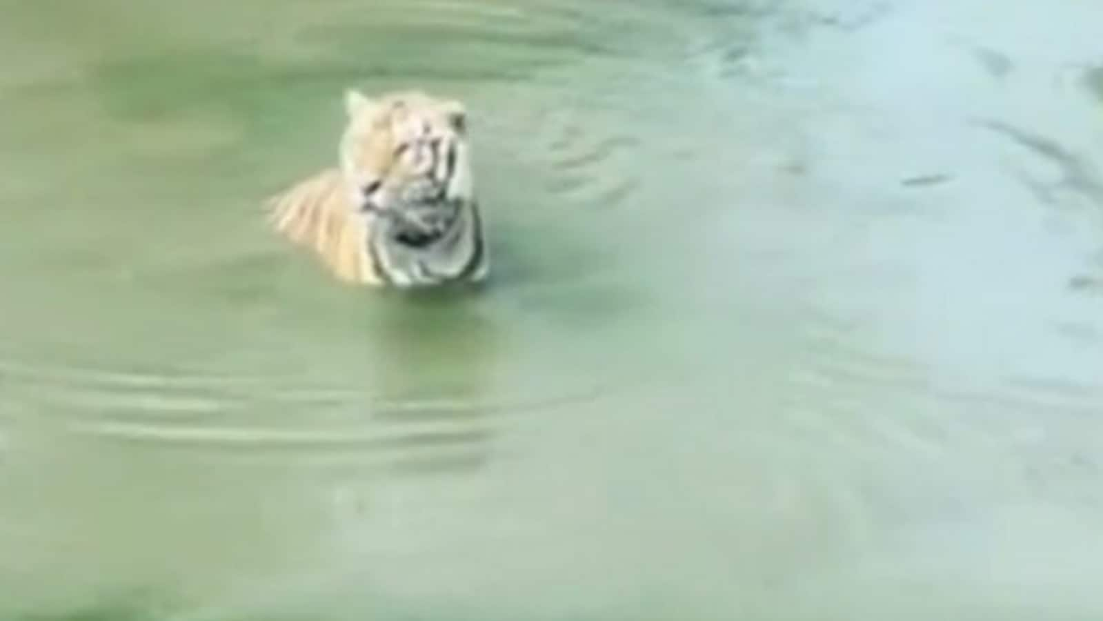 Duck tactfully outsmarts tiger in a viral video. Watch