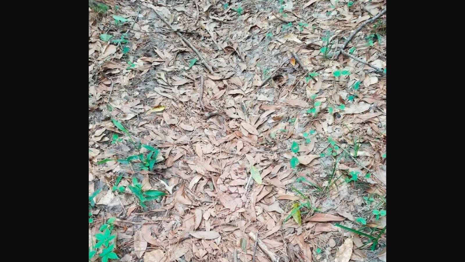 Find the snake hidden in these dry leaves. Your time starts now…