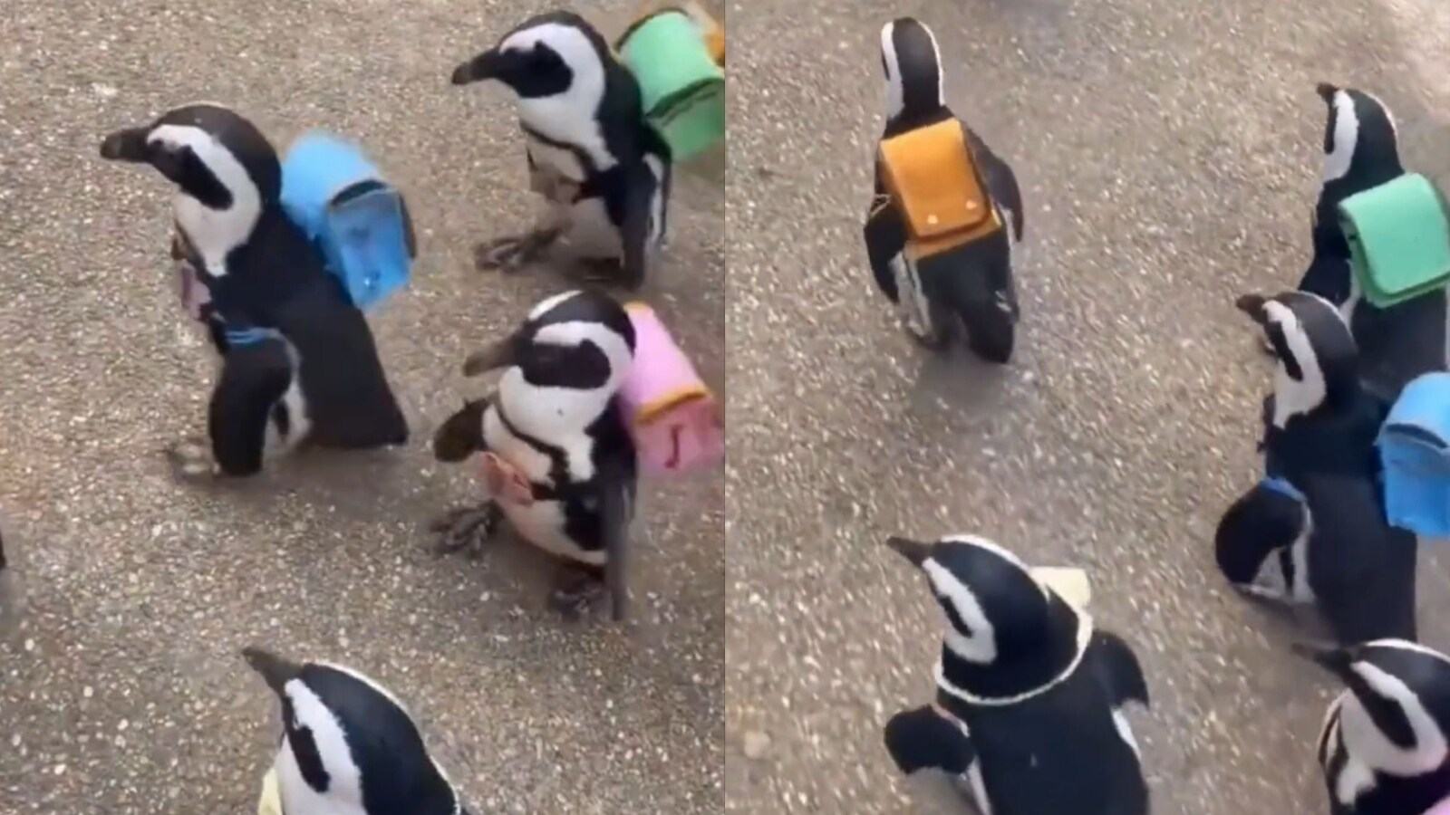 Heartwarming video of penguins carrying backpacks goes viral. Watch