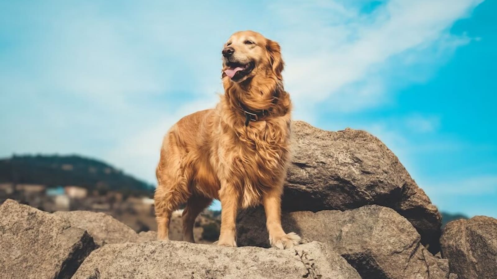 Heroic dog chases away bear to save 4-year-old boy