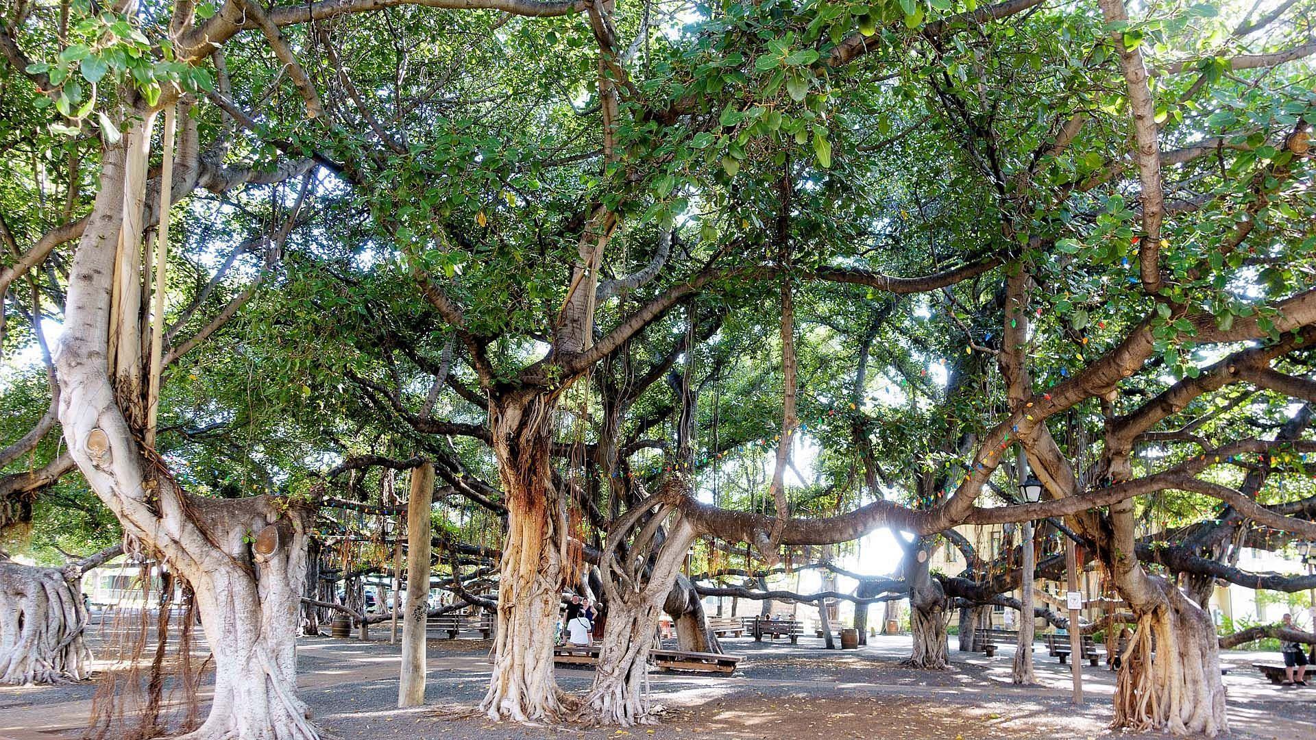 Raging wildfires in Maui have left netizens concerned for the historic Lahaina banyan tree (Image via Twitter/@Donald_from_HI)