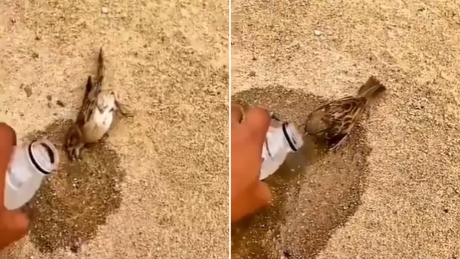 Human offers water to thirsty bird, video wins hearts