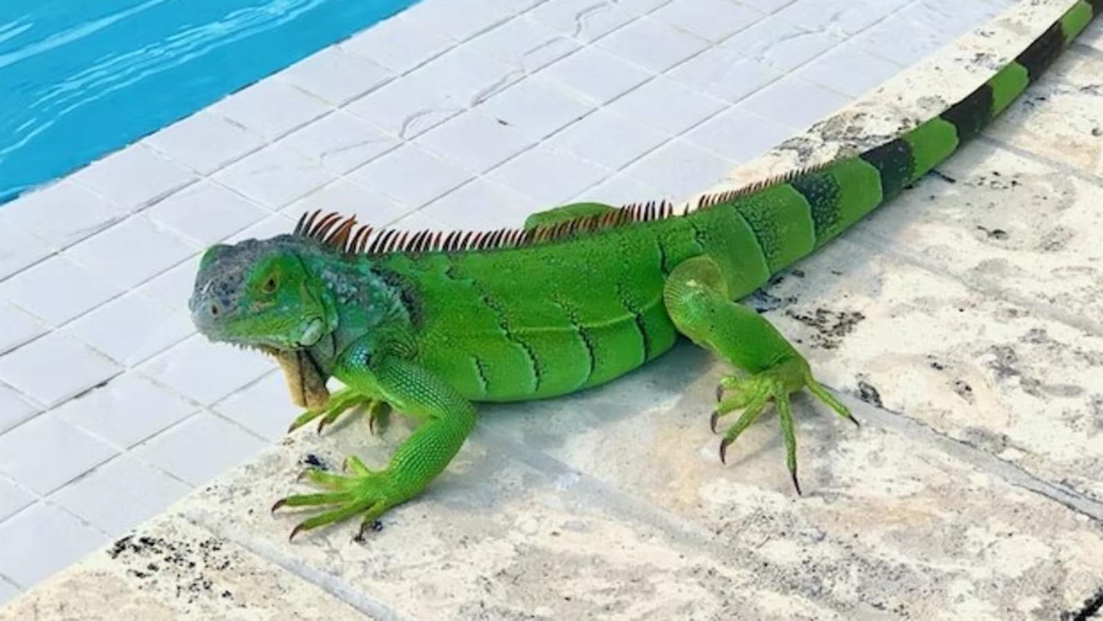 Iguana found resting inside Florida couple's toilet