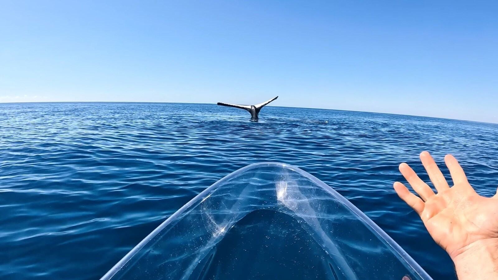 Incredible video of humpback whale ‘tale sailing’ in the ocean: Watch