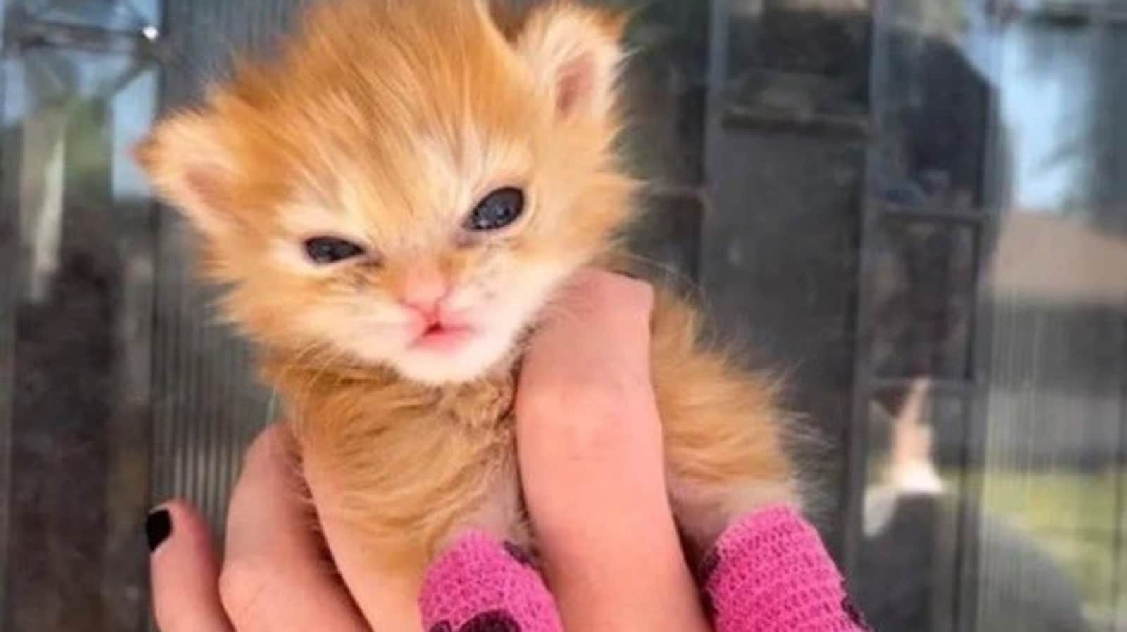 Internet's beloved cat Tater Tot passes away, ‘your life changed the world,’ netizens pay tribute