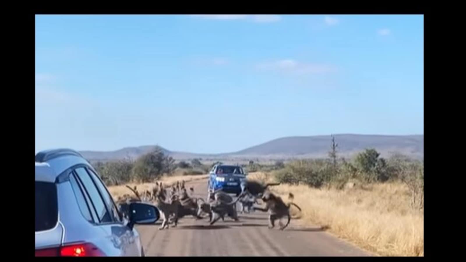 Leopard gets attacked by 50 baboons. Watch bone-chilling video