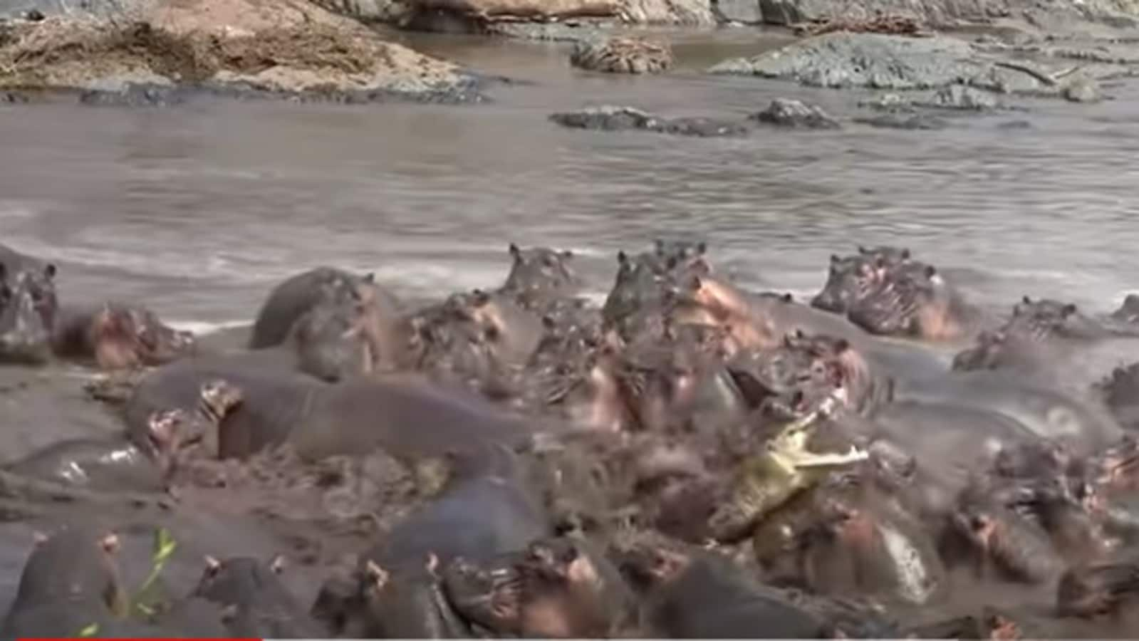 Lone crocodile fights off over 30 angry hippos in a battle of life and death