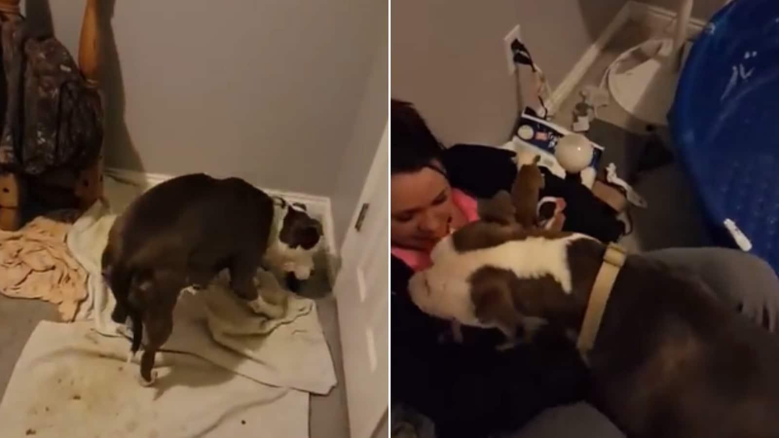 Mama dog places her puppies into the lap of woman who rescued her