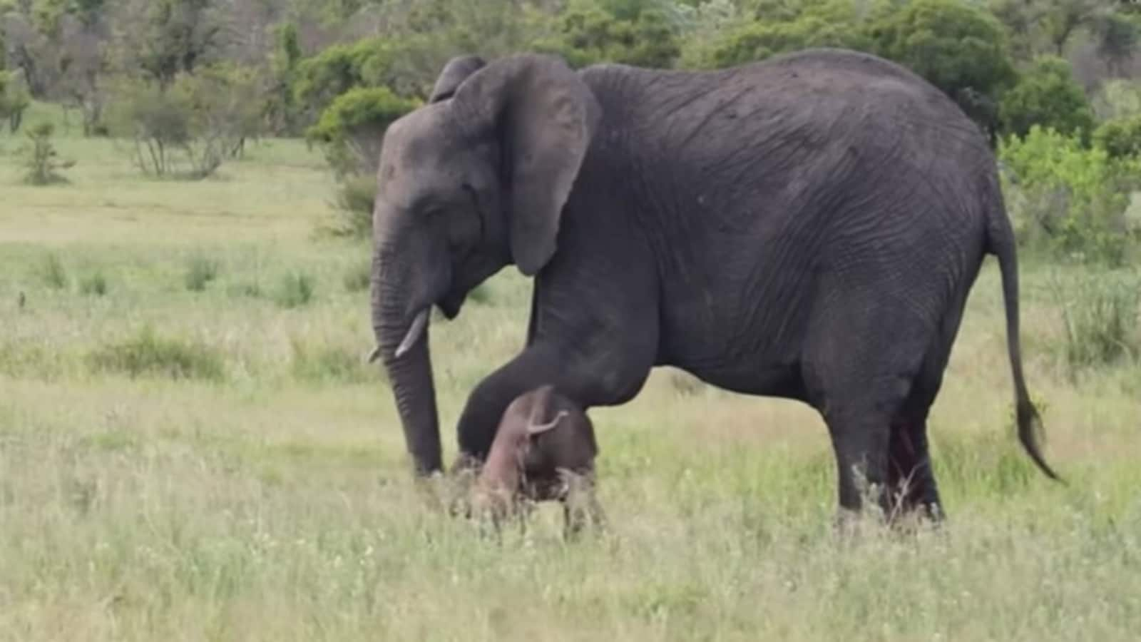 Mama elephant tries hard to teach newborn baby how to stand