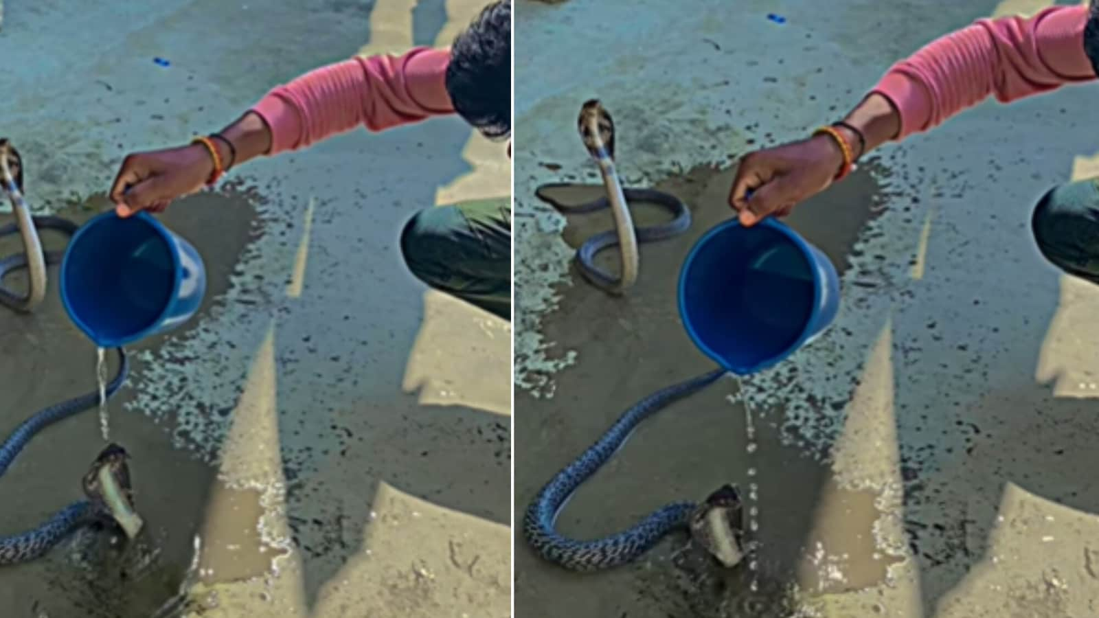 Man pours water on cobras, gives them a bath