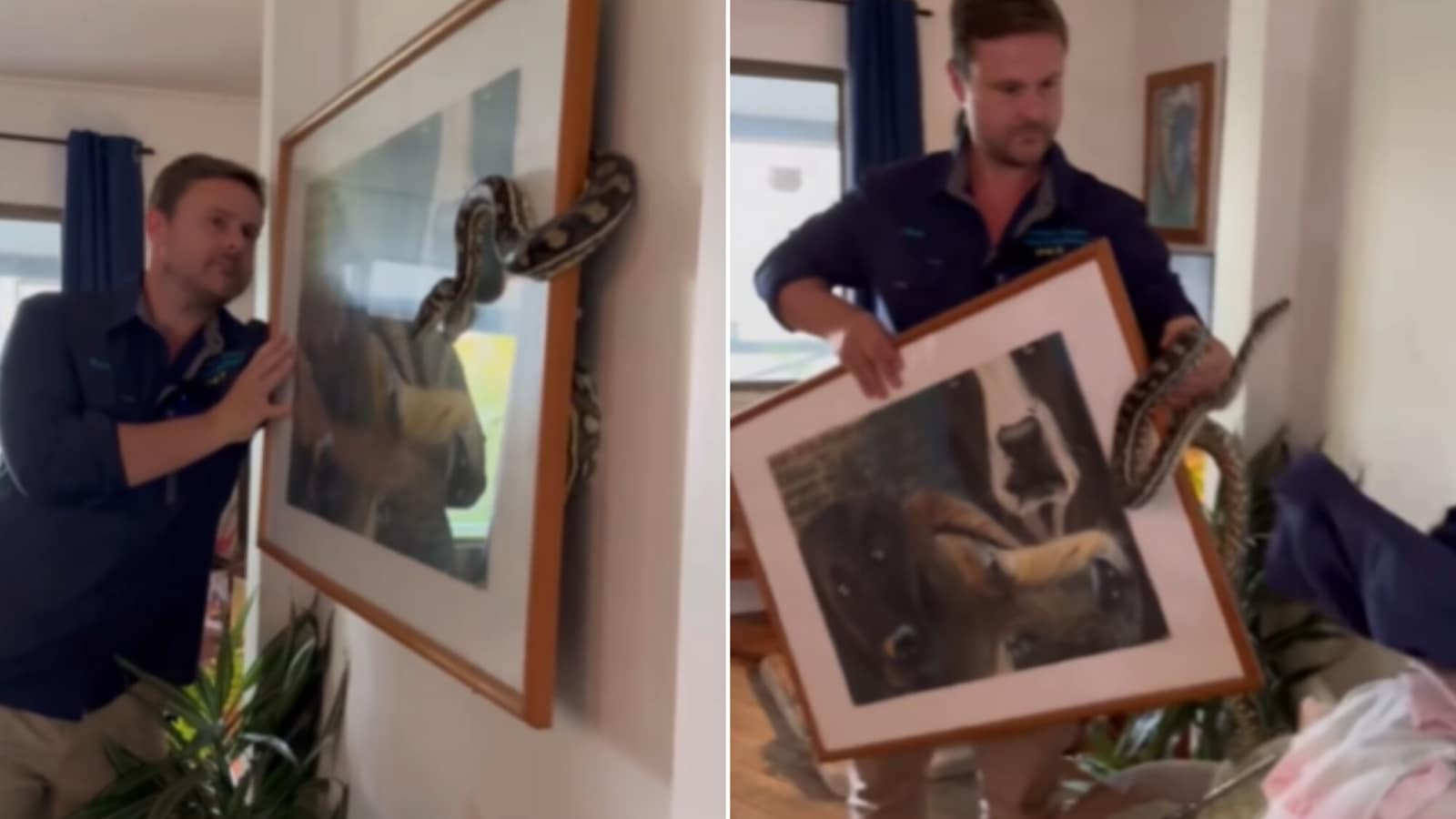 Man rescues snake hiding behind a picture frame. Watch