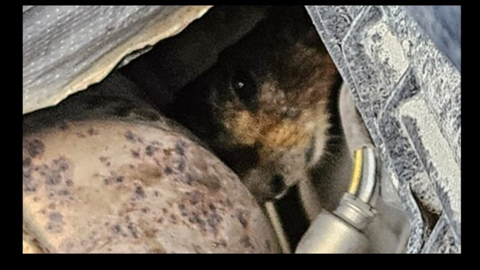 Marmot gets stuck in engine compartment of car, rescued