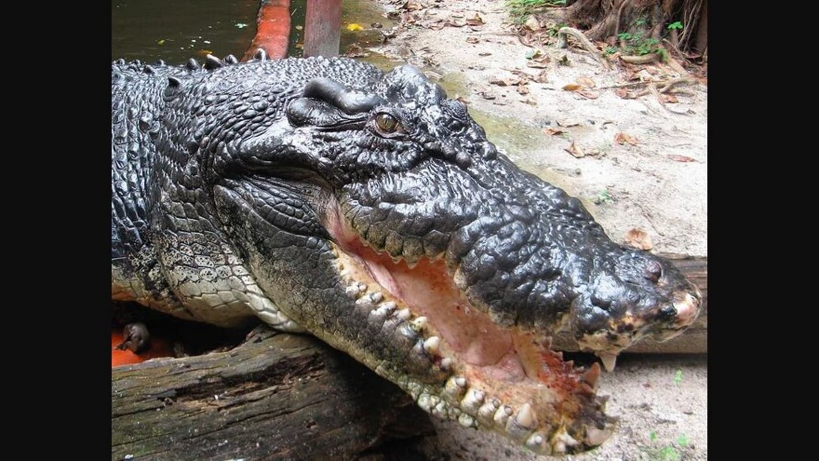 Meet Cassius, world’s largest living crocodile with ‘dreamy’ eyes