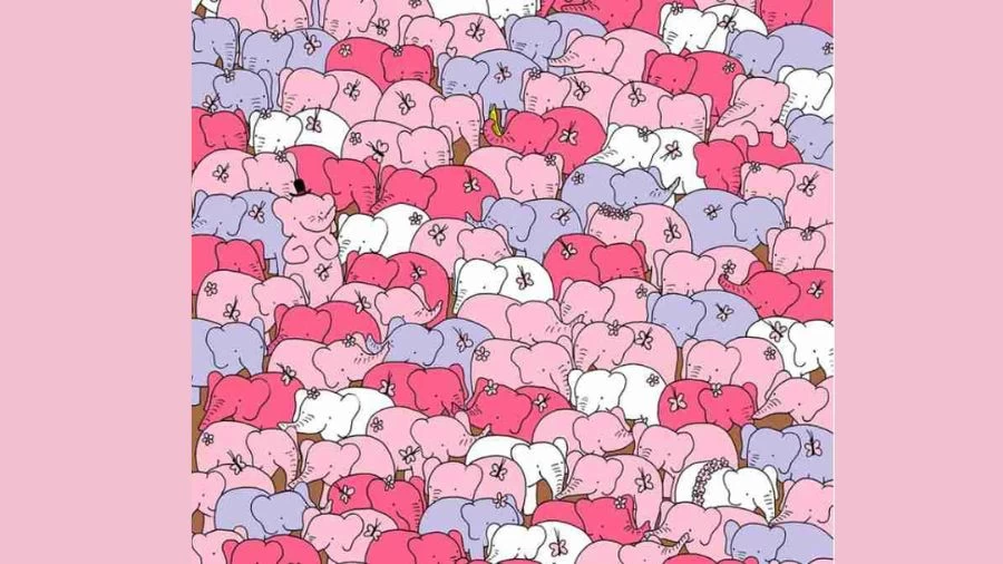 Can You Spot The Hidden Pig Among The Rocks Within 14 Seconds