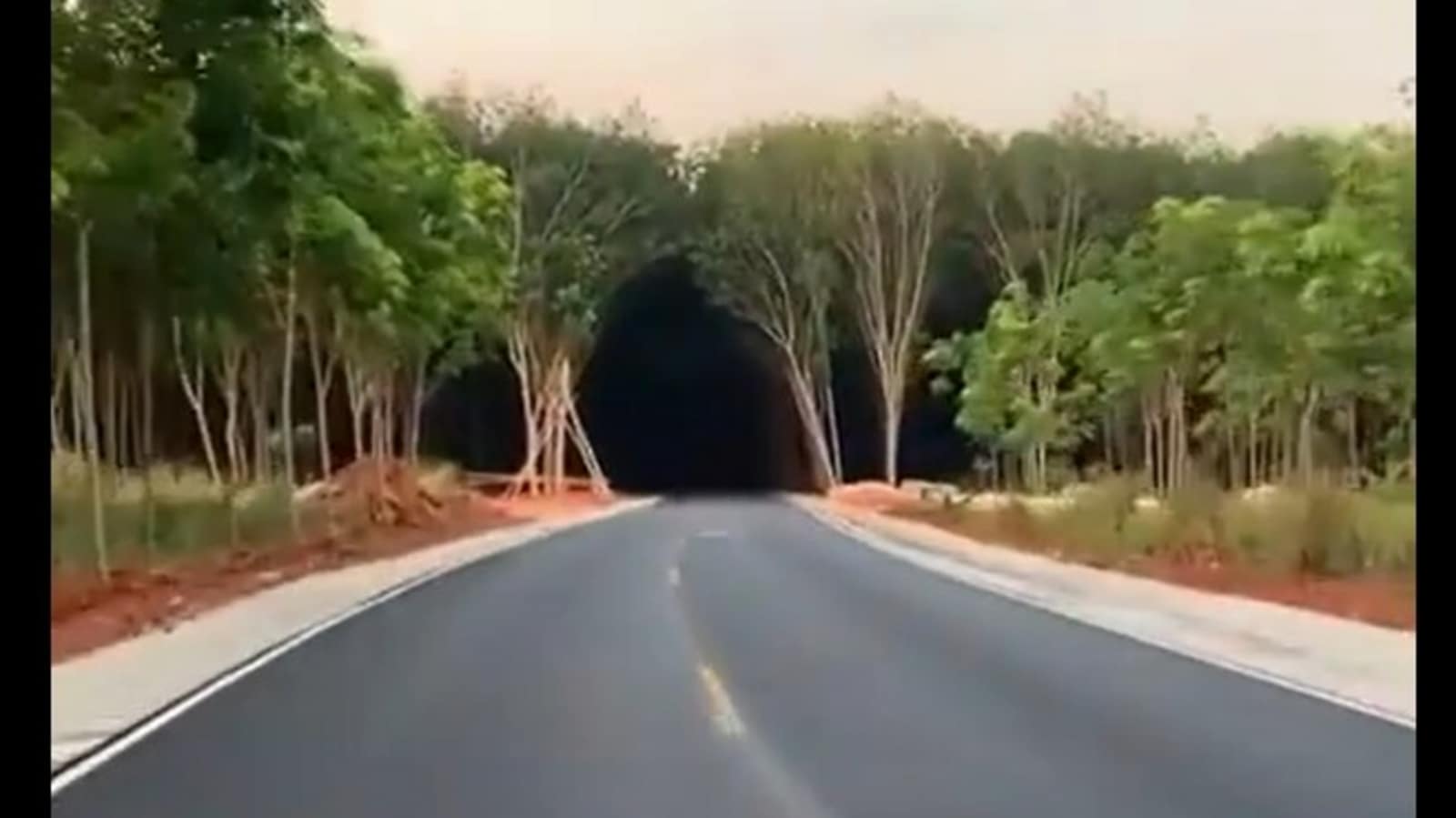 Optical illusion: Is this a dark tunnel or a forest?