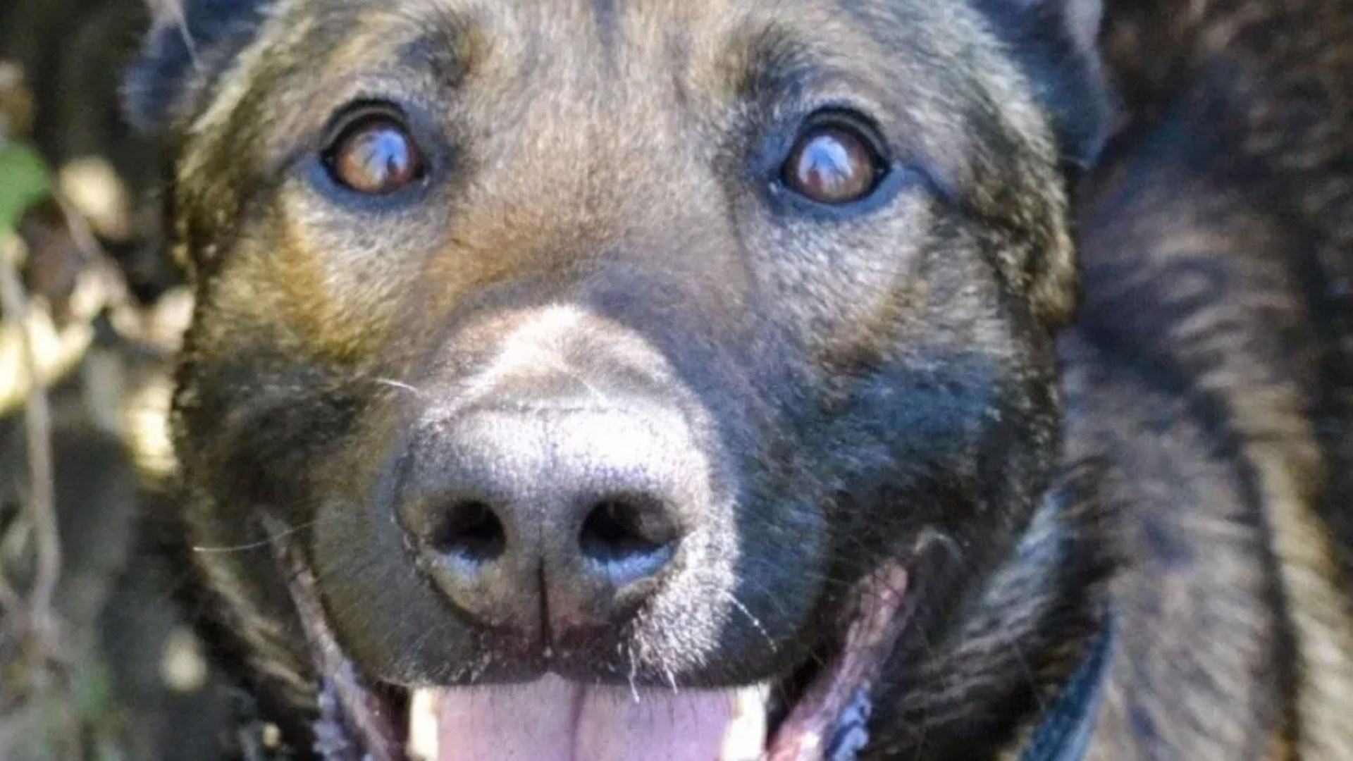 Police dog that bit handler after turning on her shot dead by armed officers