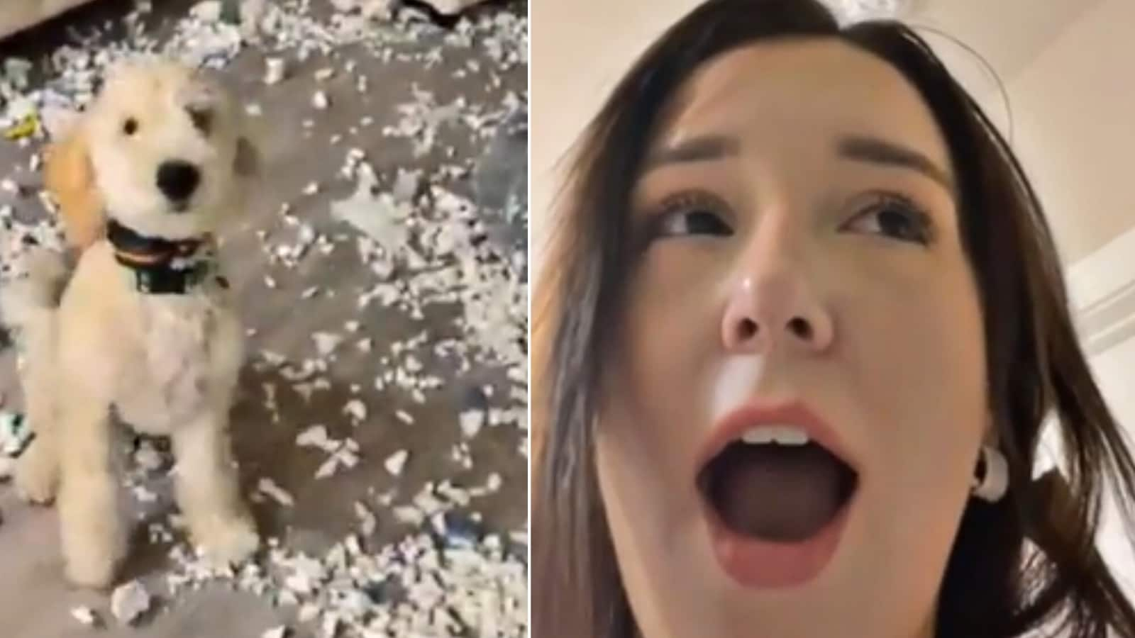 Proud dog welcomes human excitedly after creating a mess