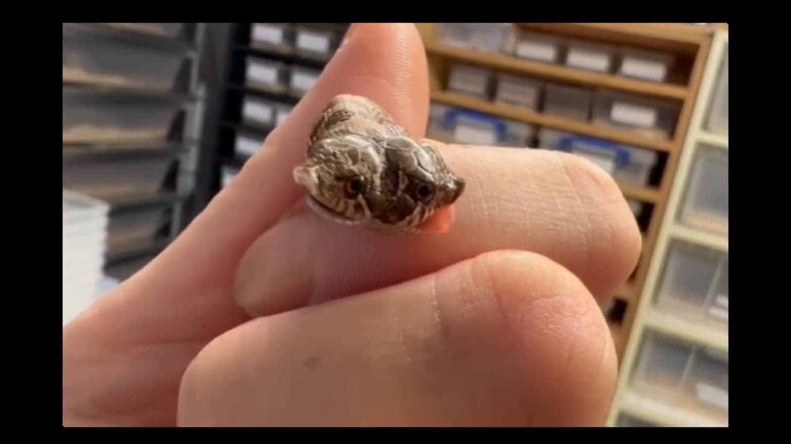 Rare two-headed snake hatches in UK's pet store. Watch