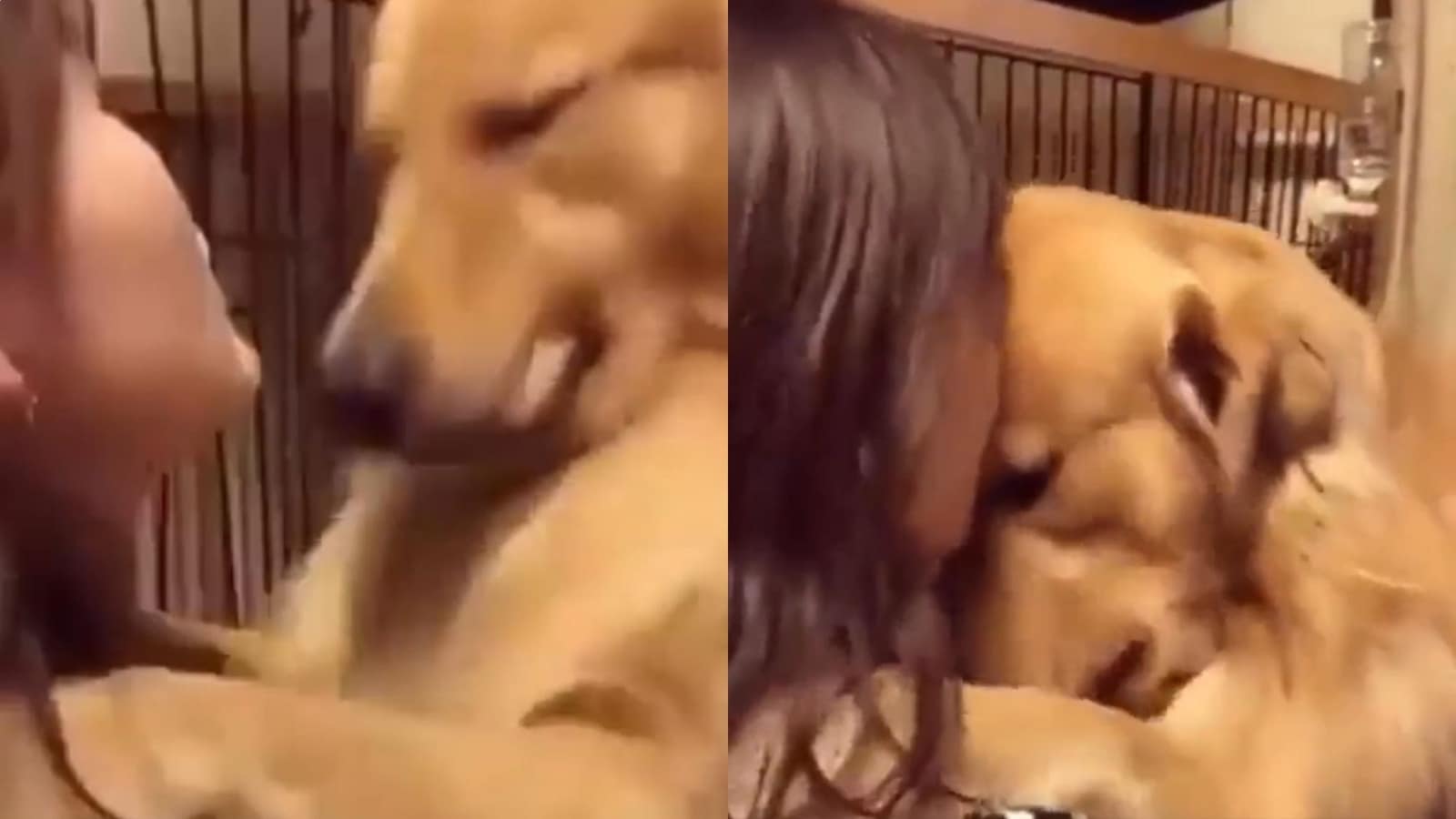 Shelter dog’s reaction after finding forever home melts hearts