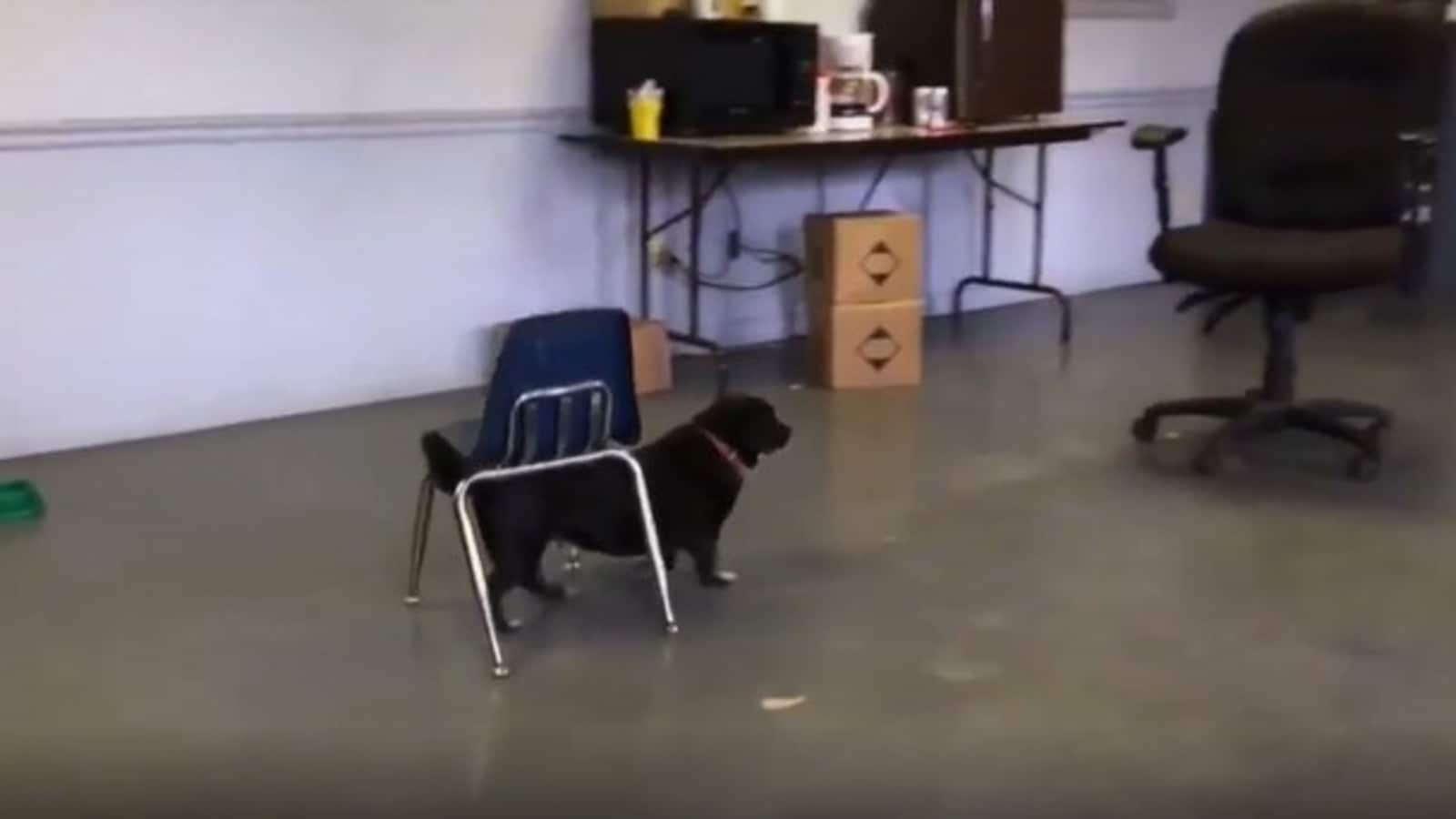 Smart dog finds the perfect way to climb onto big chair