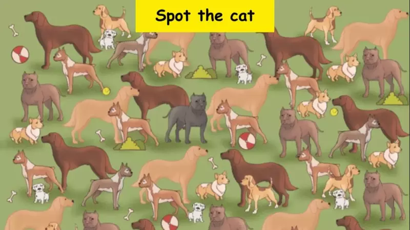 There is a cat hidden among the dogs in this visual picture puzzle. It is up to you to spot the feline in 6 seconds