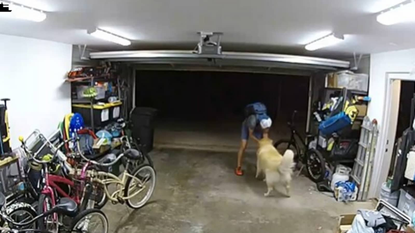 Thief befriends dog to steal $1300 worth of bike