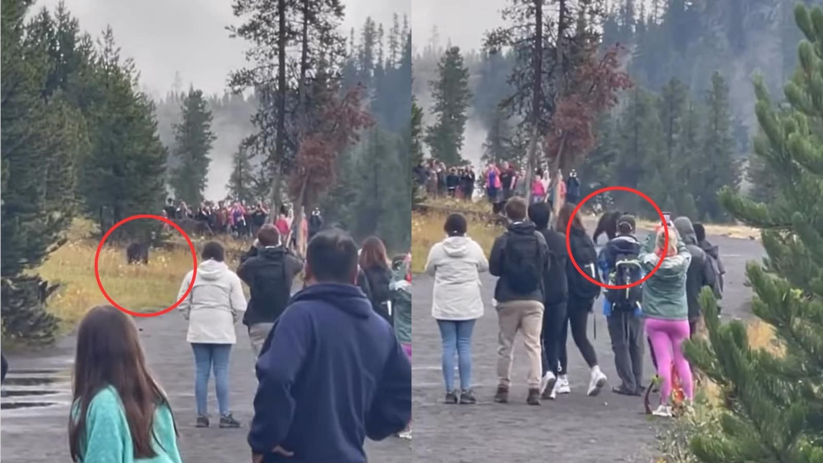 Tourists surrounding grizzly bear family at a US national park irks netizens