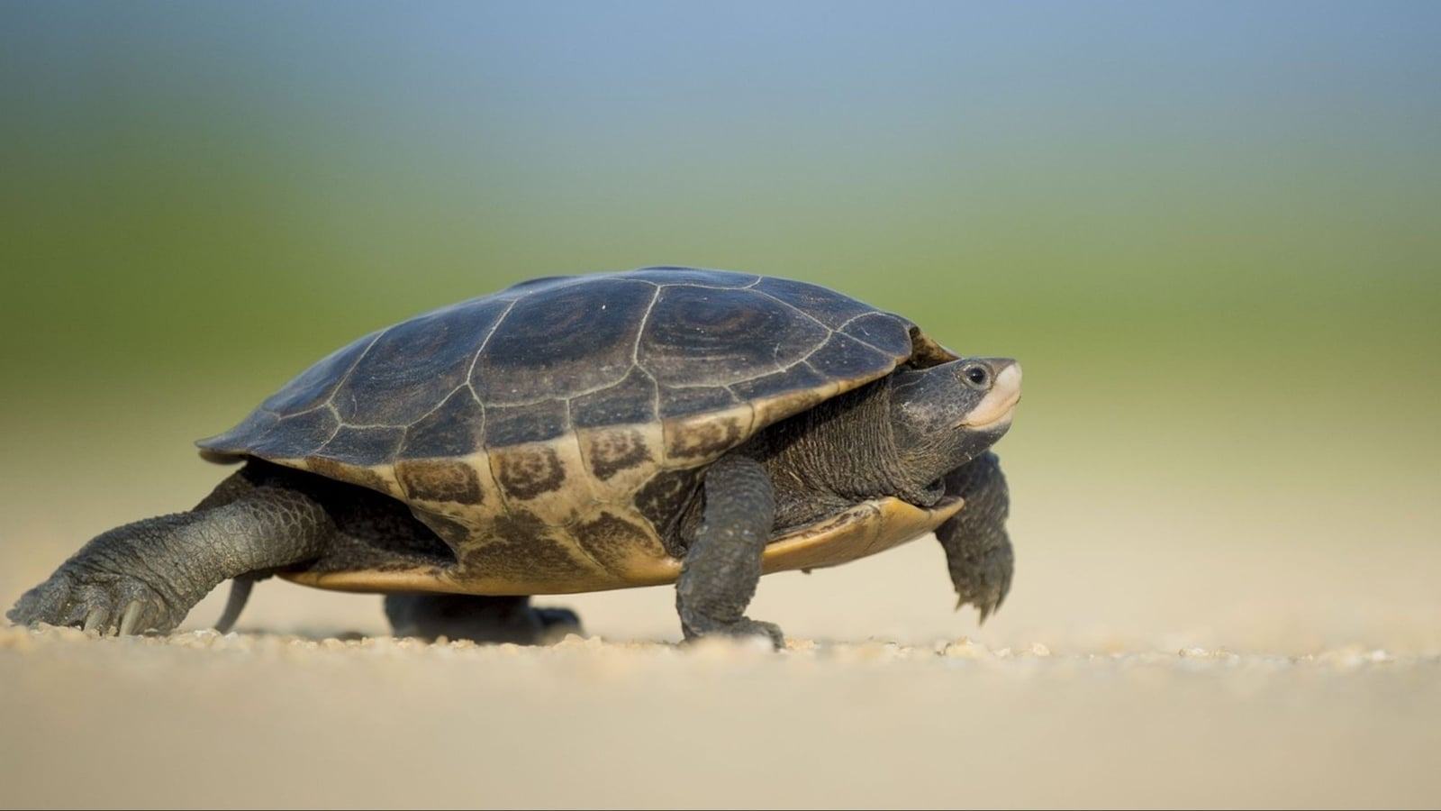 Turtle’s visit to the gym goes viral