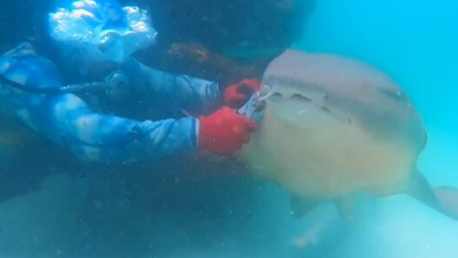 US Man saves a shark stuck in a hook. Watch the daring rescue