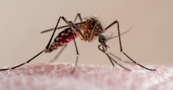 University of amsterdam researchers discover new treatments against drug-resistant malaria