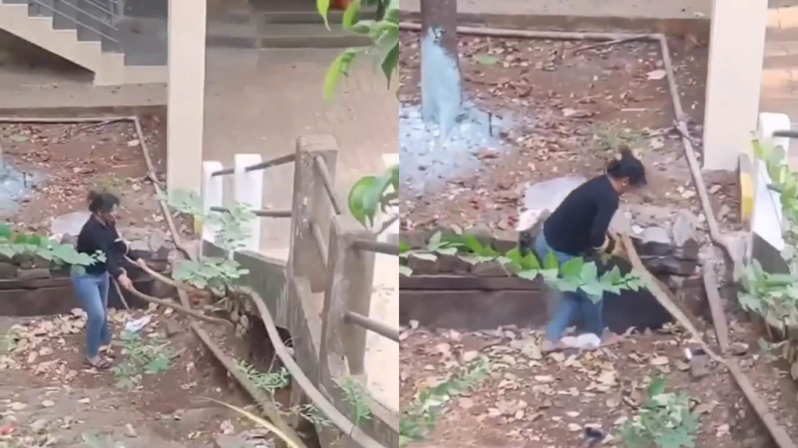 Woman catches two snakes with bare hands, video sparks debate