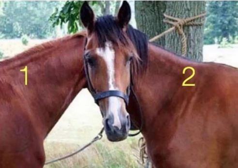 You have 20/20 vision if you can work out which horse the head belongs to in this optical illusion in 10 seconds