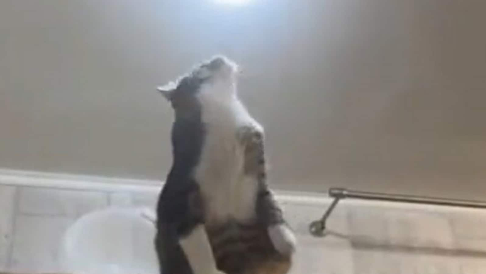 ‘Feline engineer’: Kitty ‘fixes’ bulb in adorable video. Watch